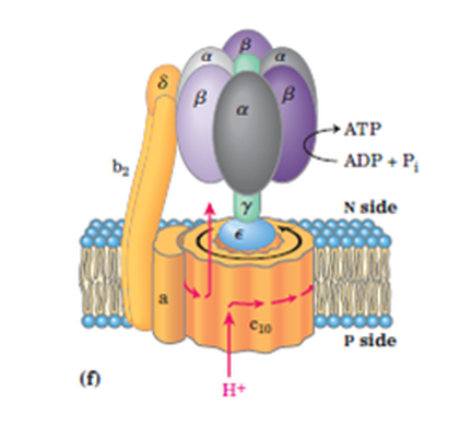 ATP-motor