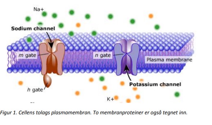 Cellemembran-med-membran-proteiner