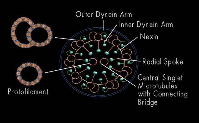 Tverrsn-cilium