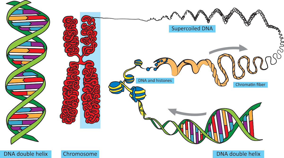 ulike-DNA-bestanddeler