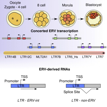 ERV-fra-RNA