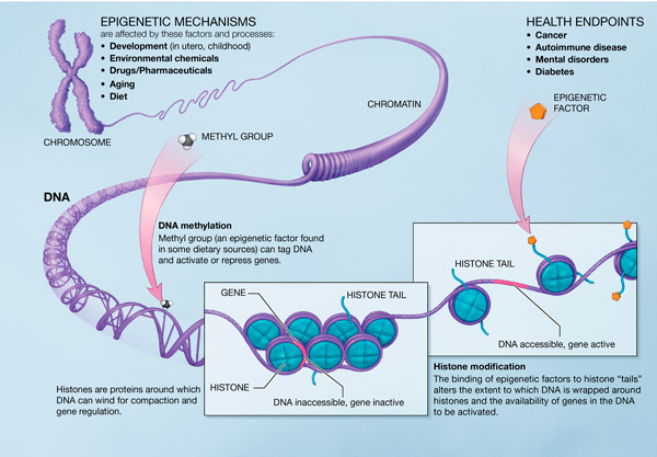 Epigenetiske mekanismer