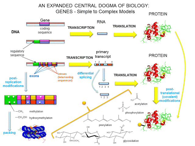 epigenetisk-reg av DNA