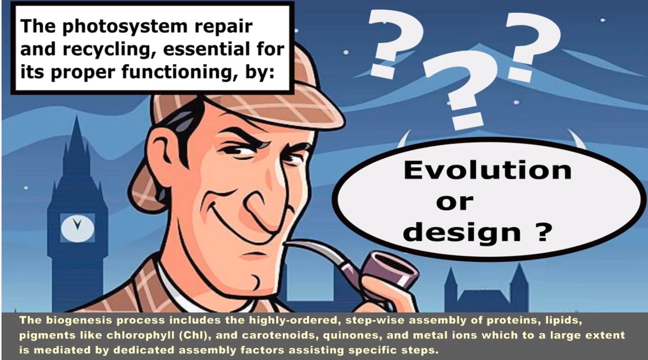 Evolutsjon vs Design