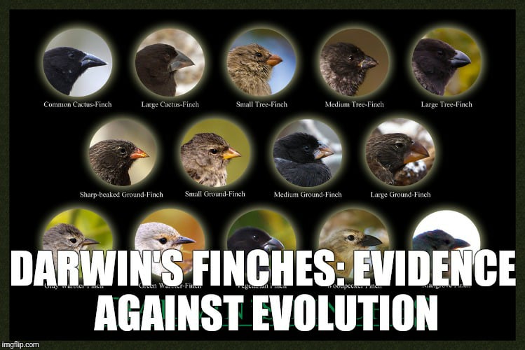 Finker-mot-evolusjon