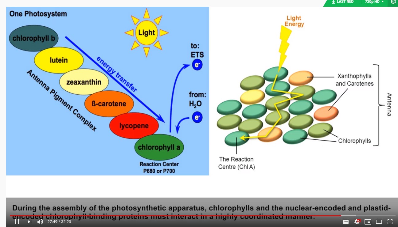 fotosyntese-IRK