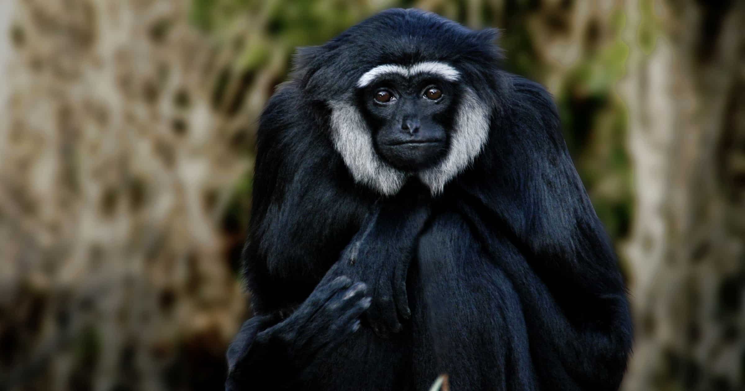 Gibbon-ape