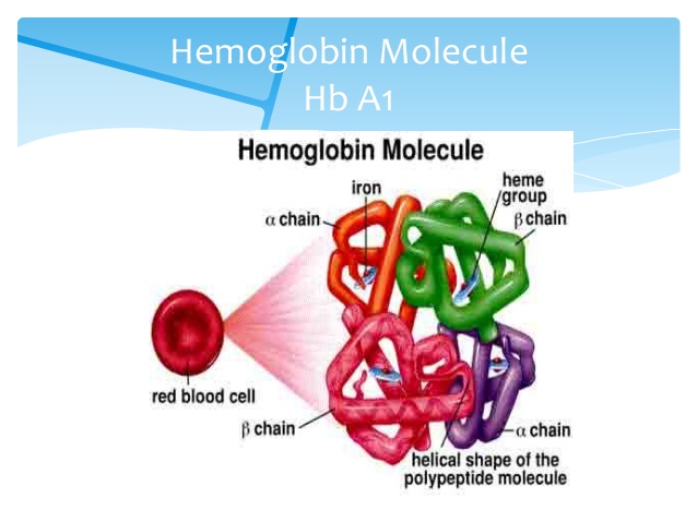 hemoglobin