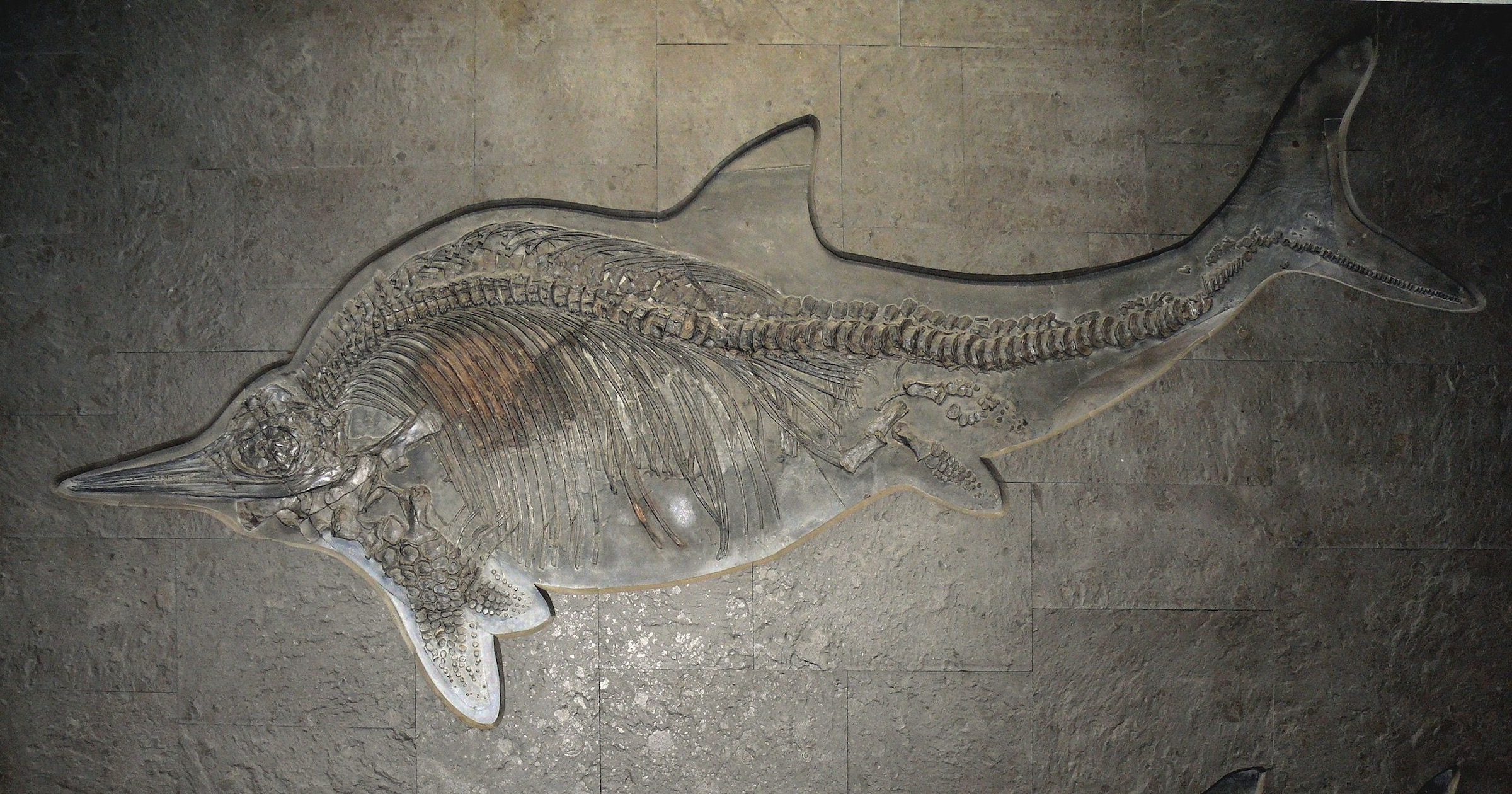 Ichtyosaur