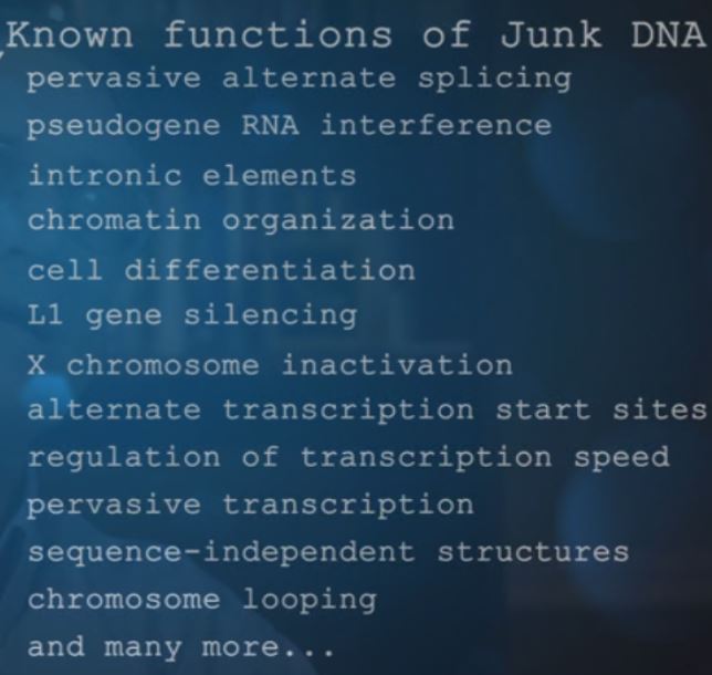 Funksjoner i junk-DNA