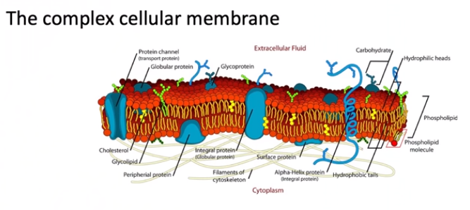 Kompleks membran