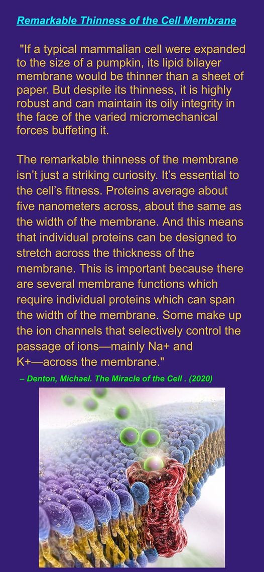 membran-kanaler