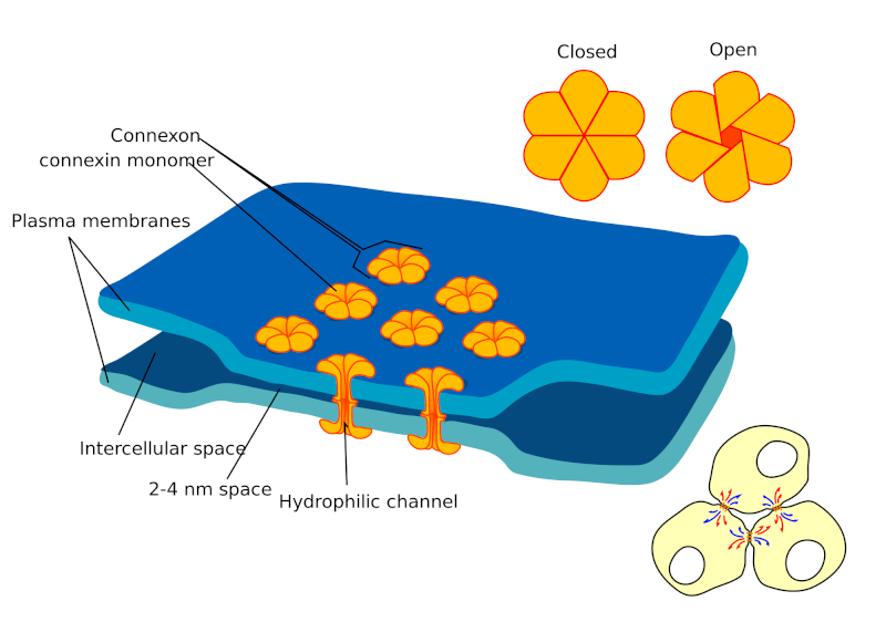 membraner-og-kanaler