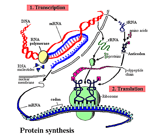 Protein-syntese