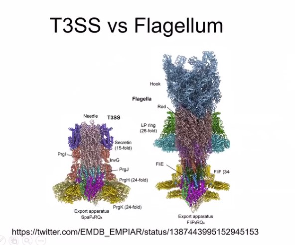 T3SS vs flagellen
