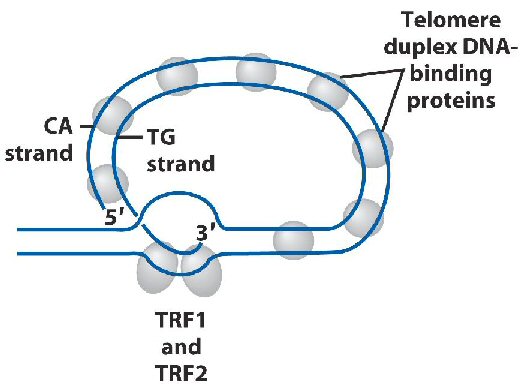 telomerer