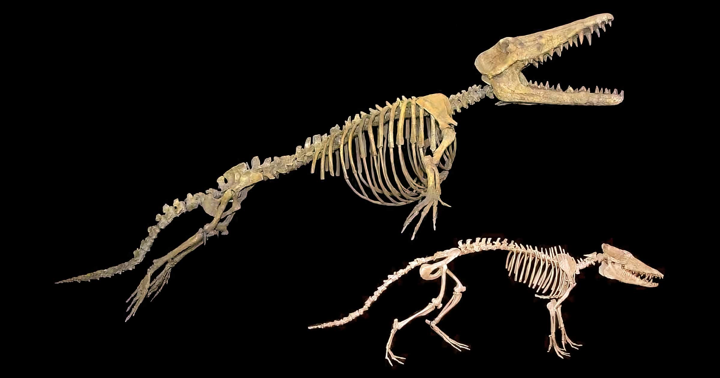 Pakicetus