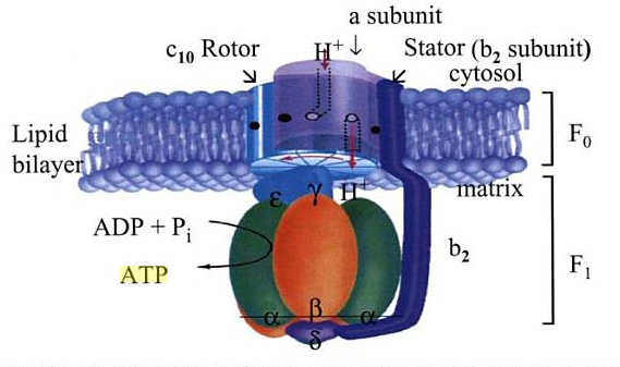 modell av ATP-produksjon
