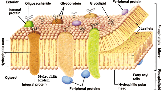 celle-membran