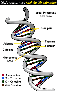 DNA-info-bærer