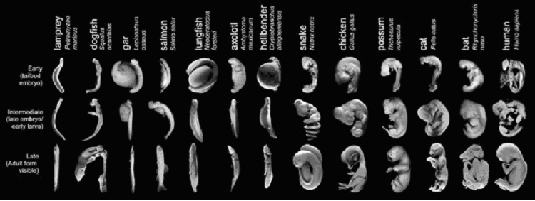 embryoer fra ulike klasser