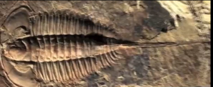 (Bilder av fossilavtrykk ved siden av fra traileren til: Darwins Doubt)