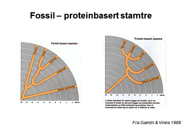 Forskjell fossiler molekylært tre