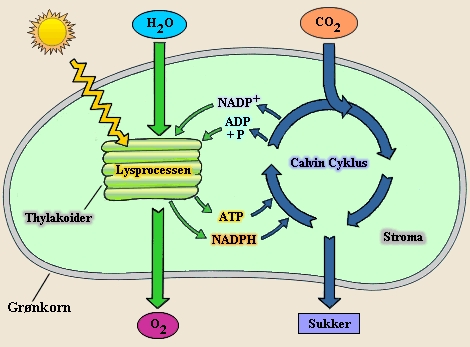 fotosyntese-celleaanding