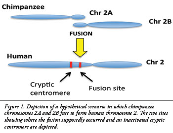 Kromosom 2-fusjon