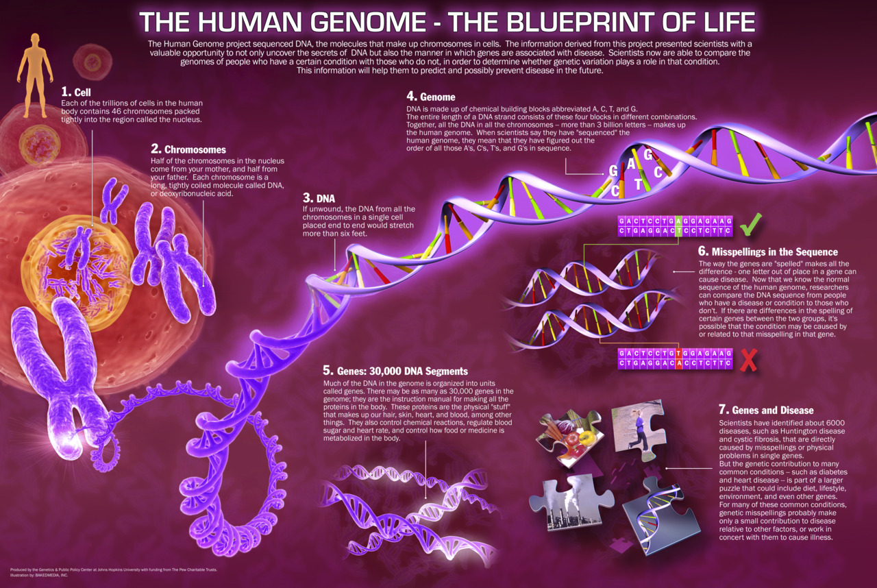 genom-blueprint