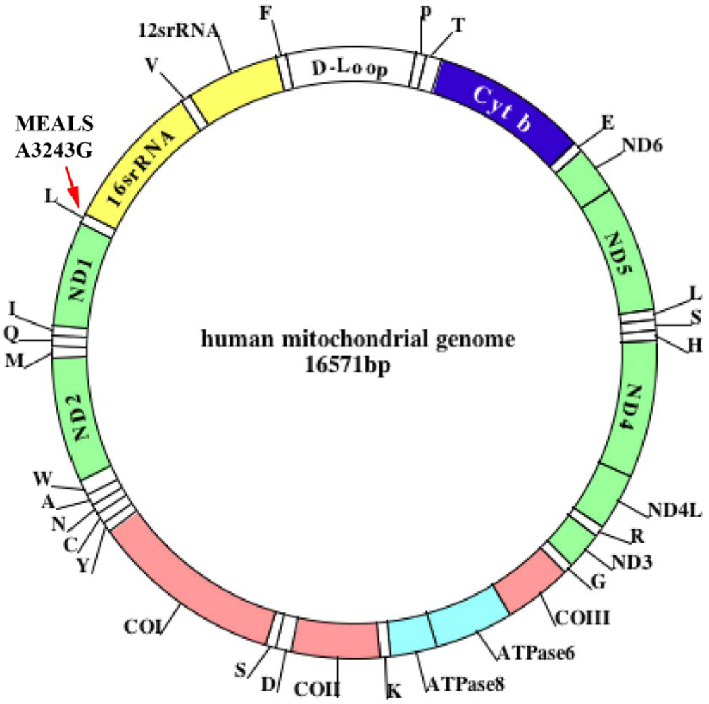 Human-genome ring
