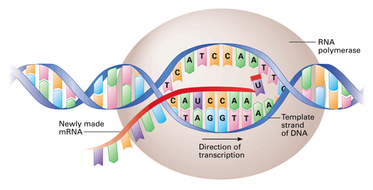 mRNA-transkrpt