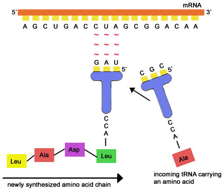 mRNA-oversettelse