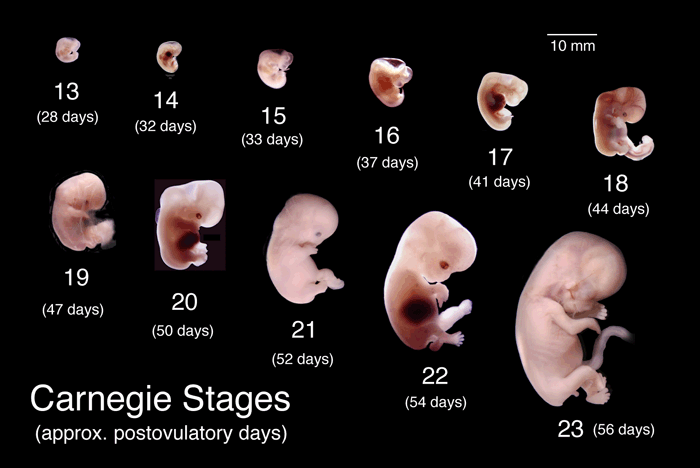 embryo-vekst