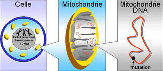 mitokondrie-DNA