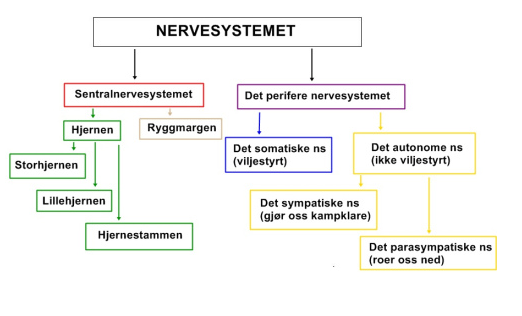 nervesystemet
