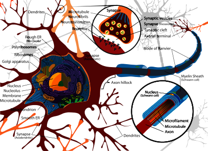 nevron-celle