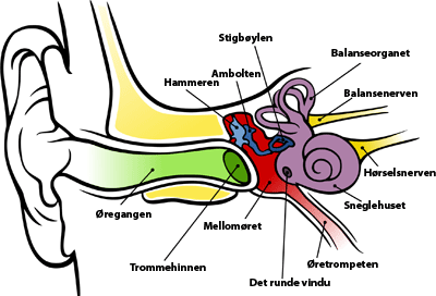 ørets anatomi