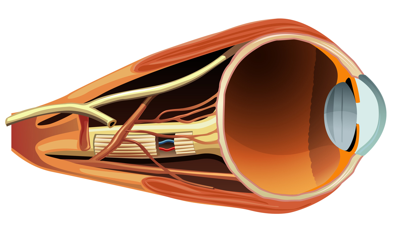 oye-hjerne forbindelse