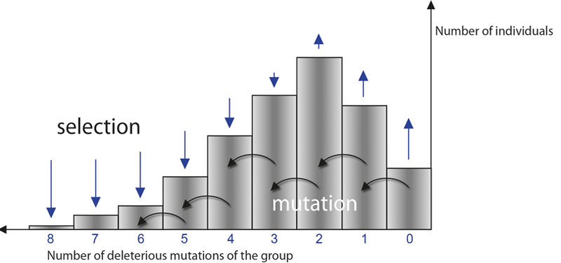 Seleksjon-mutasjon-populasjon