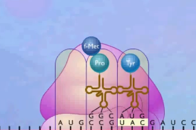 protein-syntese