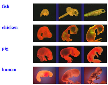 embryo-fisk-kylling-gris-menneske