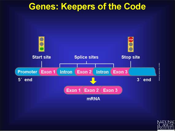 Gen-kode