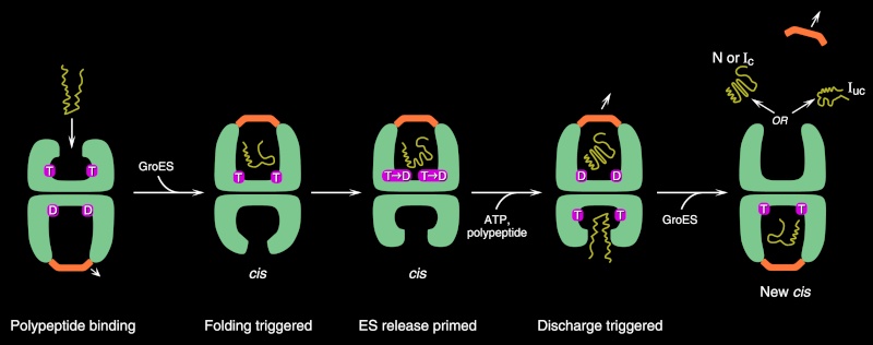 Polypeptid-binding