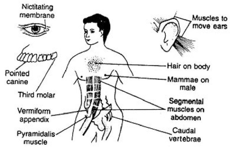 vest-organer